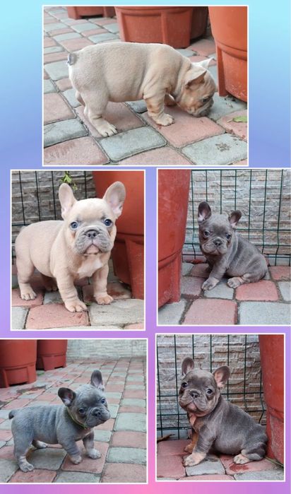 Міні цуценята француз бульдога! Вони на фото!