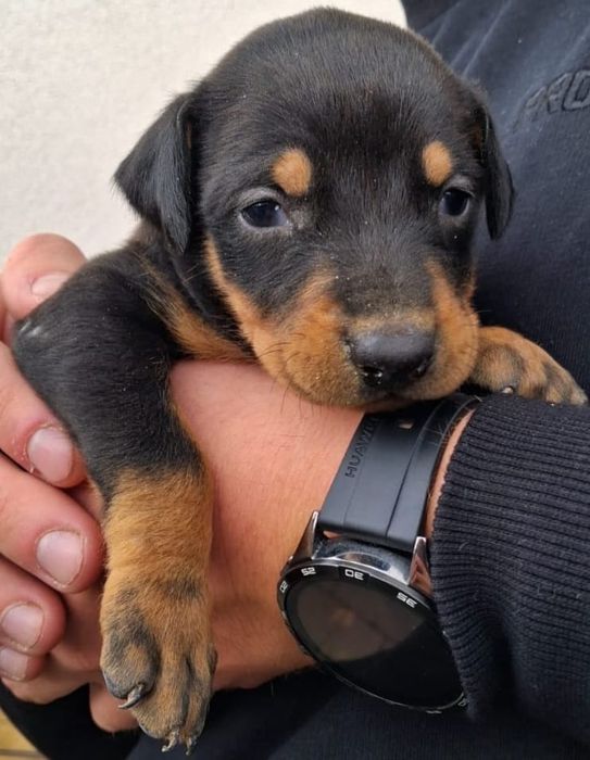 Doberman czarne podpalane