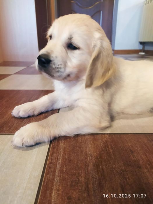 Szczeniak Golden Retriever
