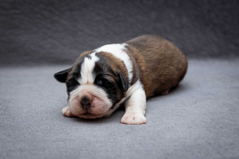 Bernardyn długowłosy - suczka ZKwP FCI