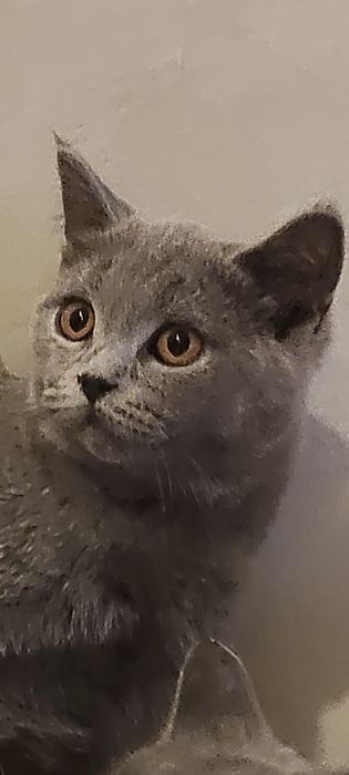 KOTKA-kotki  Brytyjska niebieskie