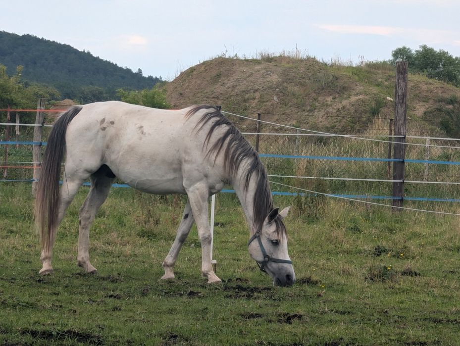 Koń arabski wałach
