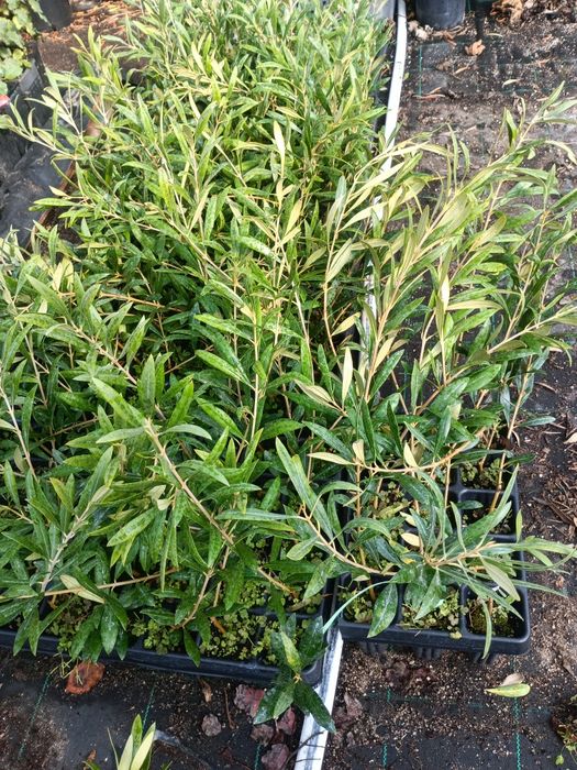 Oliveiras cobrançosa e arbequina.