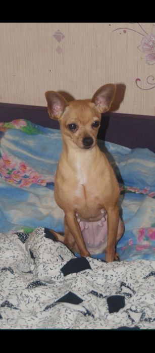 Шикарная малышка Той терьер.