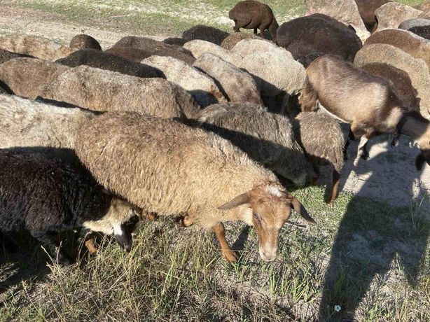 Гиссарские бараны, овцы, ягнята курдючной породы. И другие породы