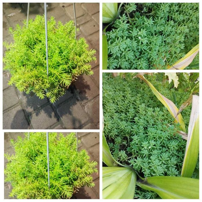 очиток скальний почвопокровний, седум