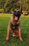 Owczarek Belgijski Malinois