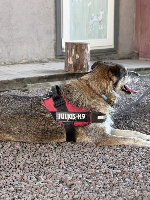 Собака хлопчик Єнот з притулку