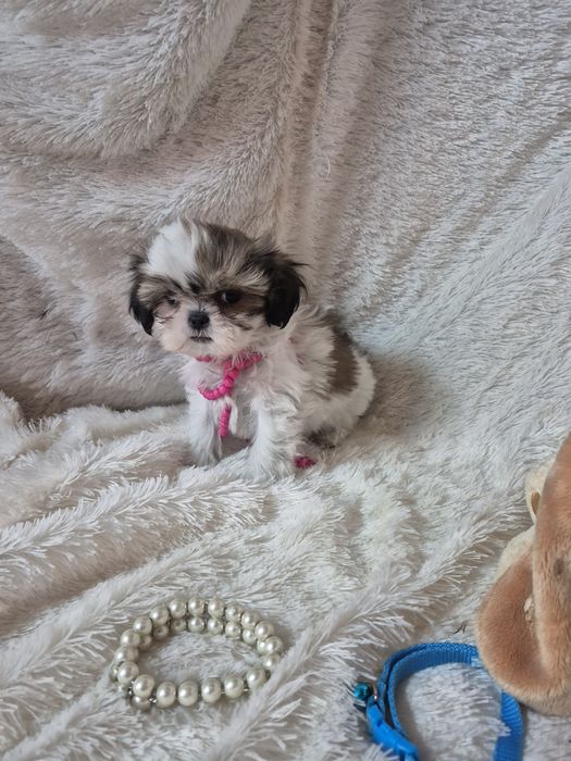 Shih-tzu Fêmea Mini  Criadora Registada PT 3088 FL