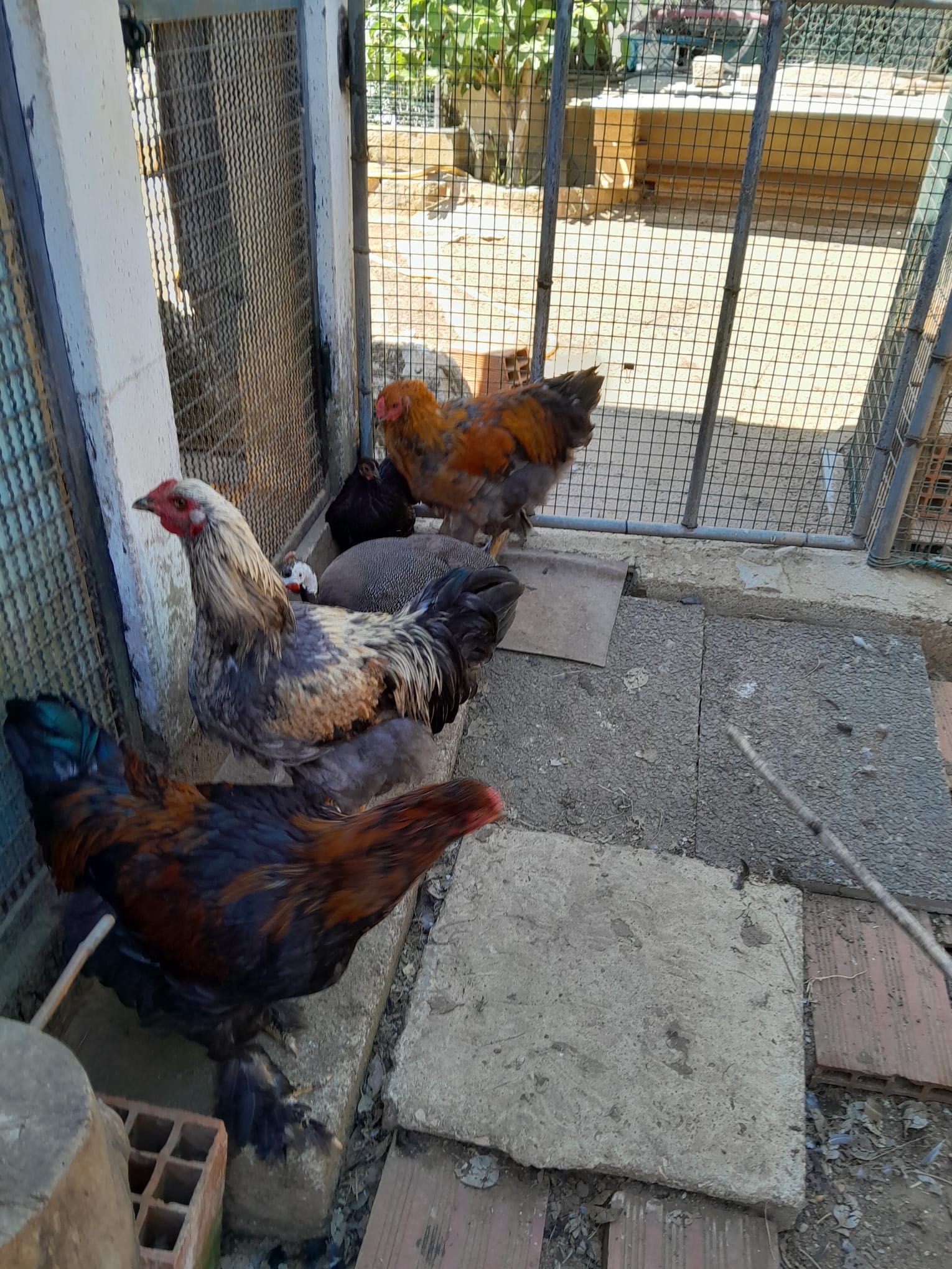 3 galos brahamas