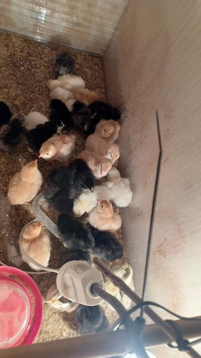 Kurczeta z własnego howu kogutki