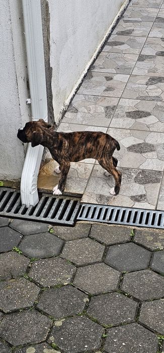 Cão boxer para adoção