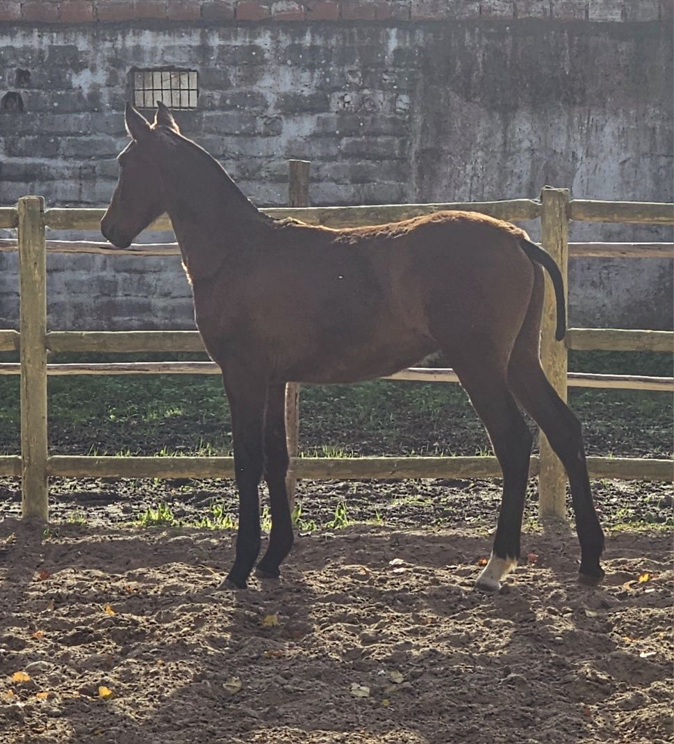 Poldros lusitanos