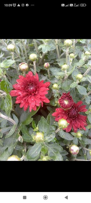 Кулькові шаровидні хризантеми