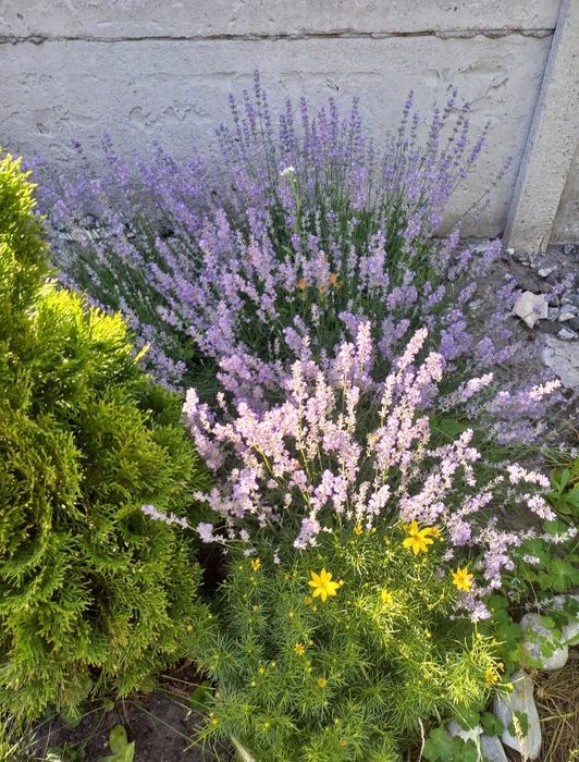 Лаванда вузьколиста англійська саджанці, лаванда саженцы