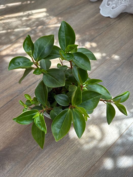 Продается пеперомия