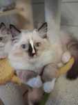 Kotek ragdoll - legalna hodowla od INŻ.ZOOTECHNIKA