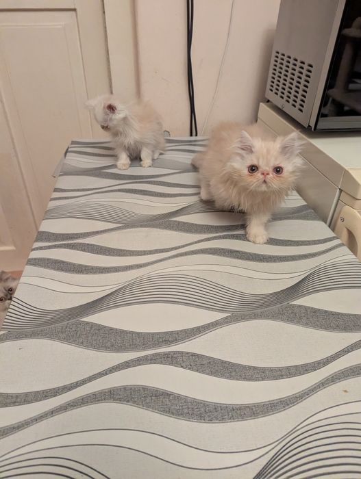 Kocięta perskie perska perski koty