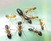 Экзотические муравьи Camponotus pseudoirritans формикарий