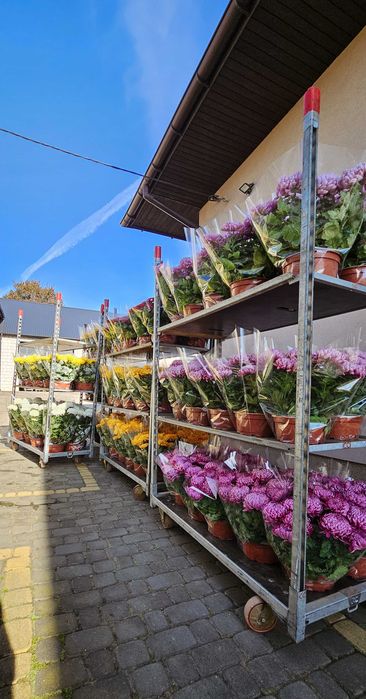 Chryzantemy Wielkokwiatowe - Doniczkowe