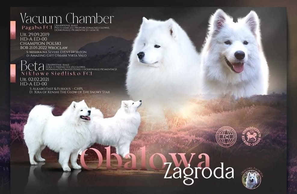 Samoyed szczeniak FCI po Championie Polski