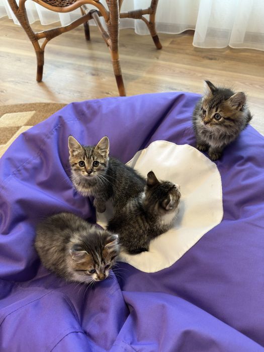 Котики в добрі руки