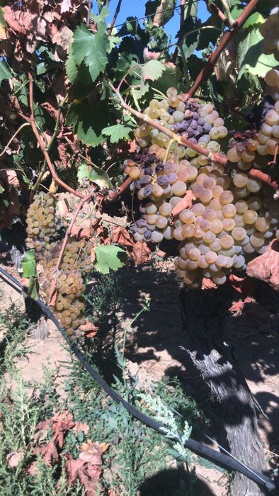 Venda de Uvas para vinho