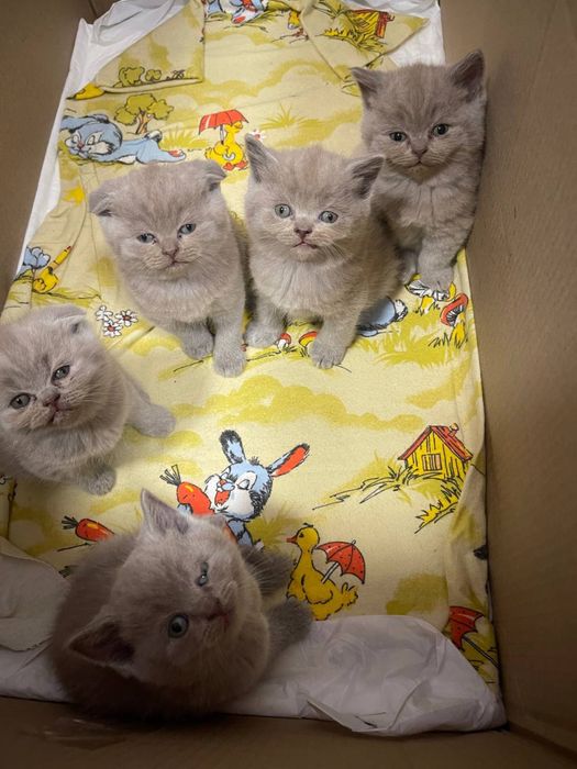 Шотландські висловухі кошенята/scottish fold