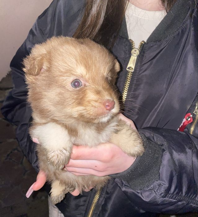 Цуценята 1.5 місяці Відам в хороші руки !!!