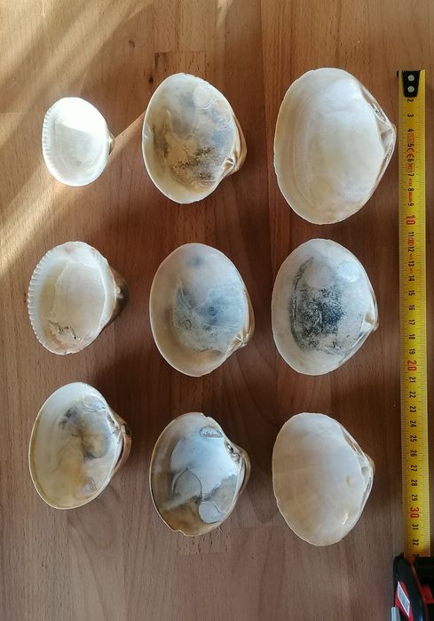 Conjunto 9 conchas do mar