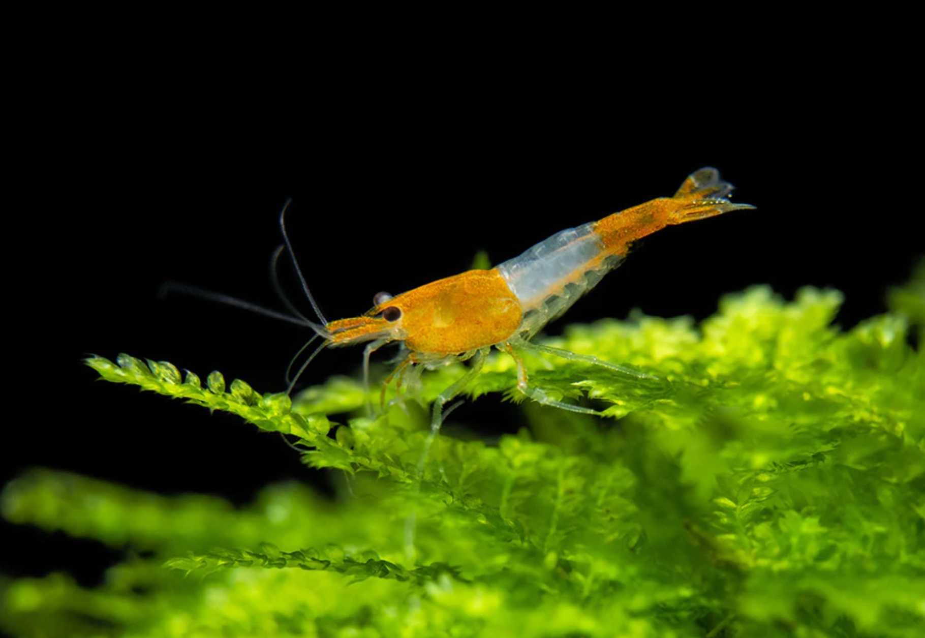 Krewetka ORANGE RILI - Neocaridina - Caridina - dowóz, wysyłka