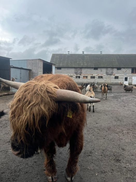 Byk szkocka krowa highland