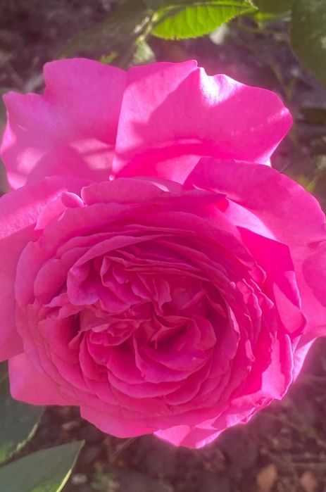 Продам Розы, лилейники,ирисы, хризантема, юка, физостегия, бадан, и др