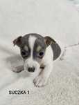 Suczka Blu Jack Russell Terrier