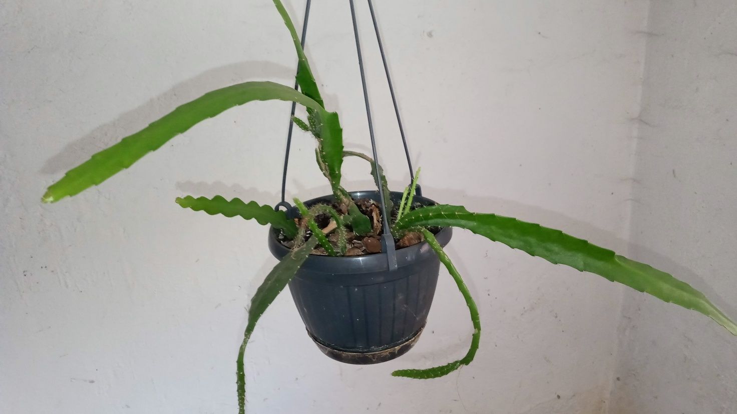 Epiphyllum epifilium kaktus sukulent