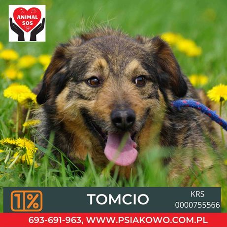Tomcio - fajny, psiak ze schroniska czeka na dom