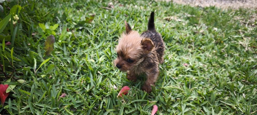 yorkshire terrier hiper Mini Fêmea Brown disponível para entrega imedi