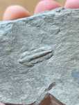 Trylobit Phillipsia karbon Polska