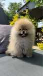 Unikatowa suczka Pomeranian Szpic Miniaturowy FCI