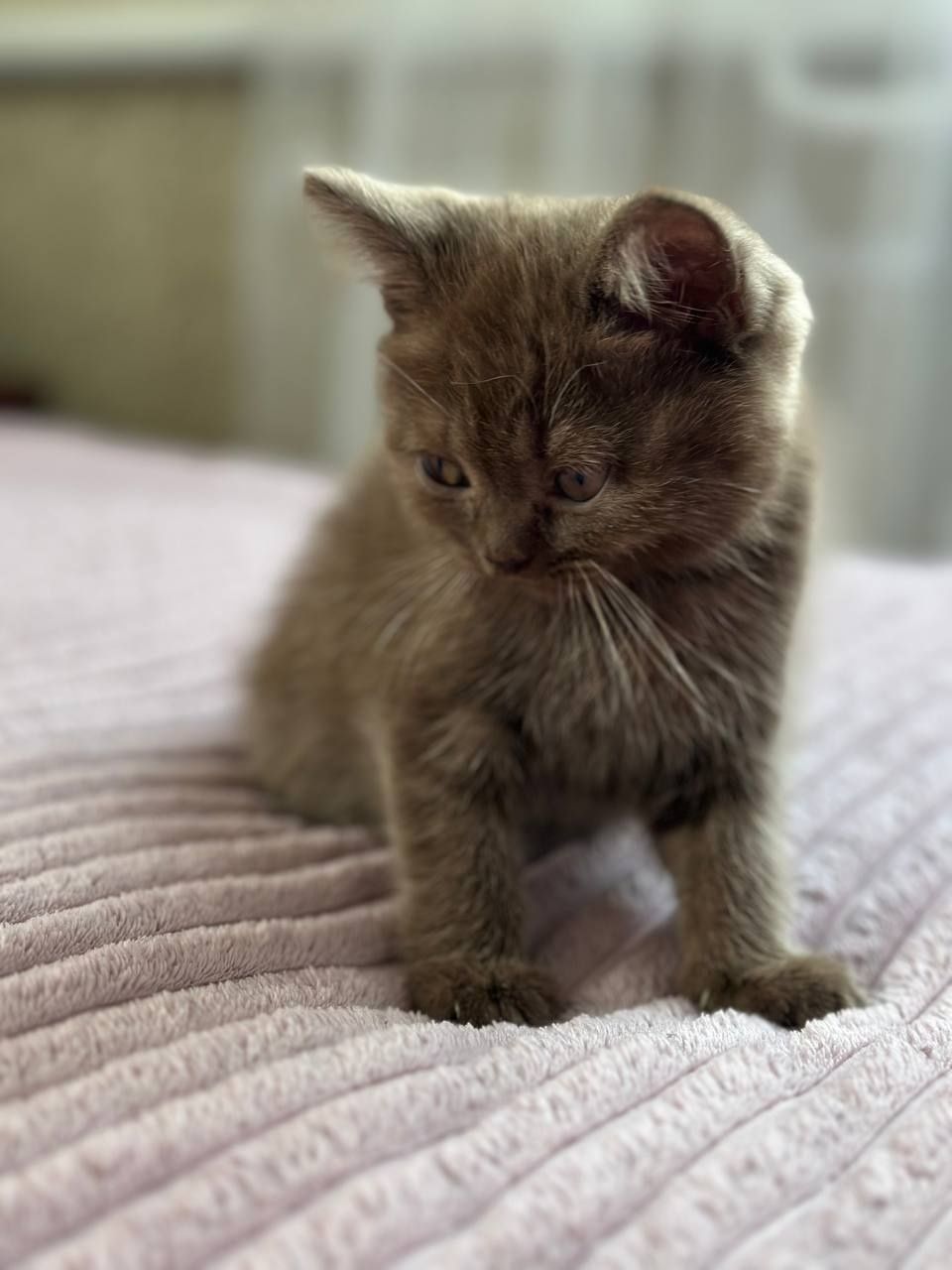 Кошеня шотландка