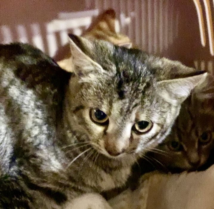 Кошечка голубая 3.5мес табби котенок котята тигрова кішечка кошеня