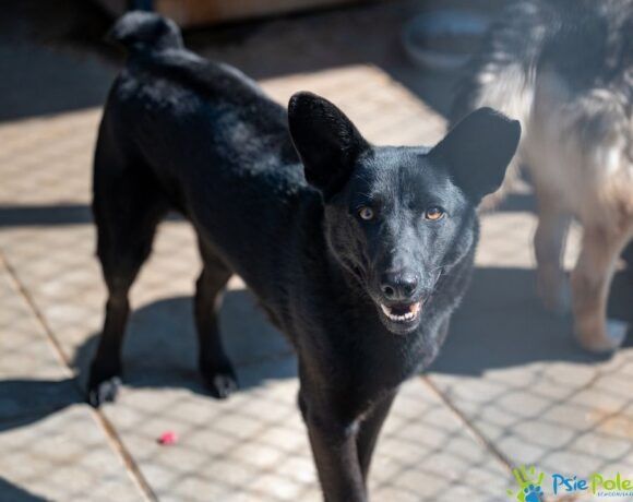 Przyjazny piesek MŁOCIO szuka domku!