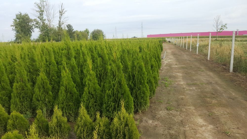 Tuja Thuja Szmaragd Premium