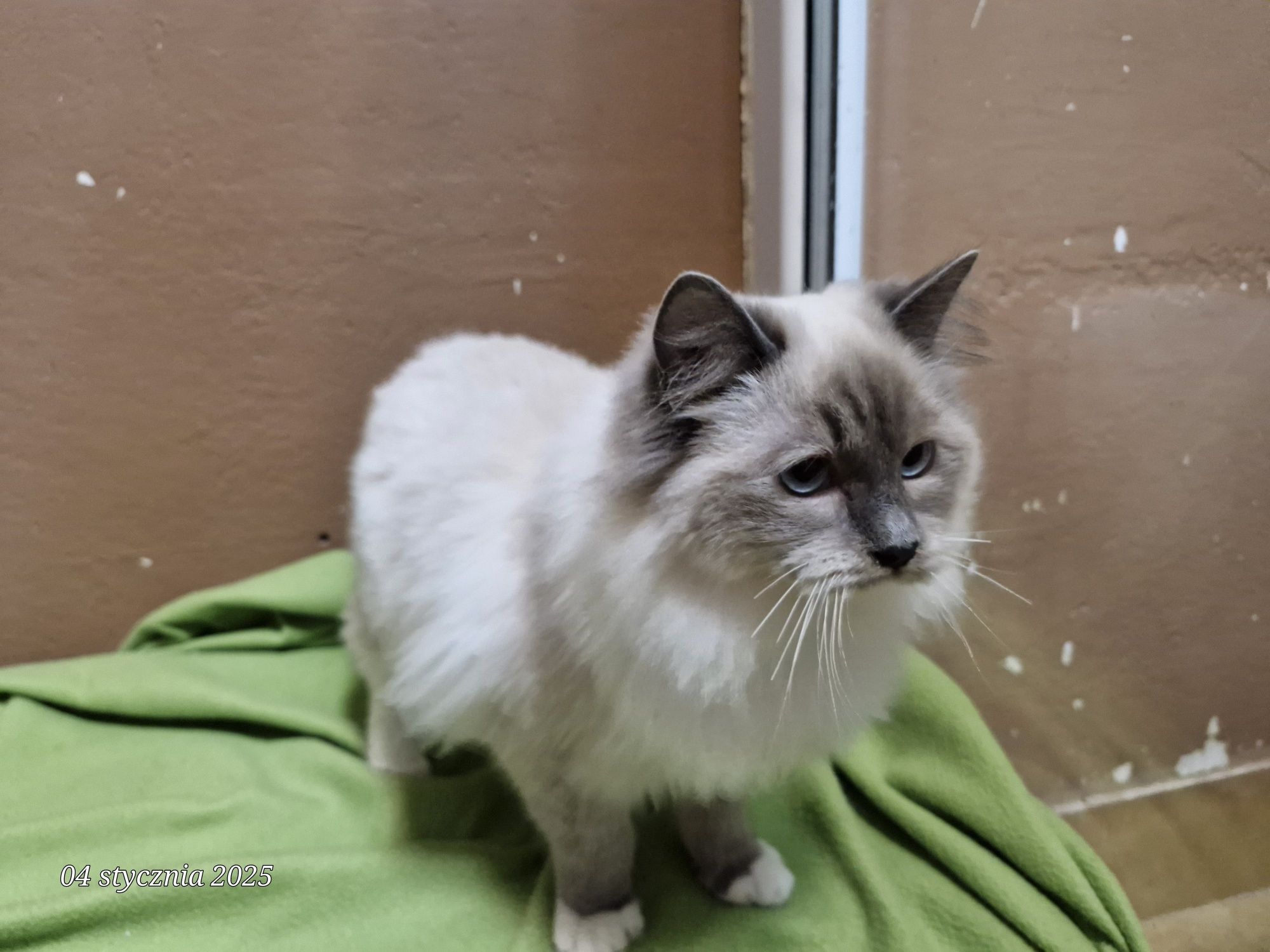 Ragdoll cudowy kot