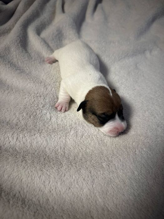 Цуценята джек расела