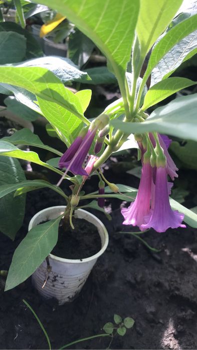 Sadzonki brukmansji datury wieloletniej