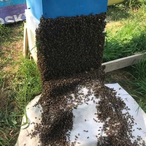 Rodziny pszczele i odkłady