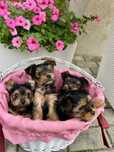 Yorkshire terrier