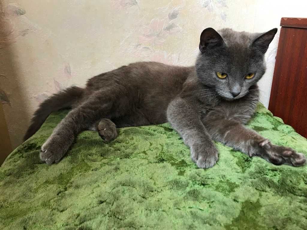 Котик сірий 1 рік кастрований порода російська блакитна