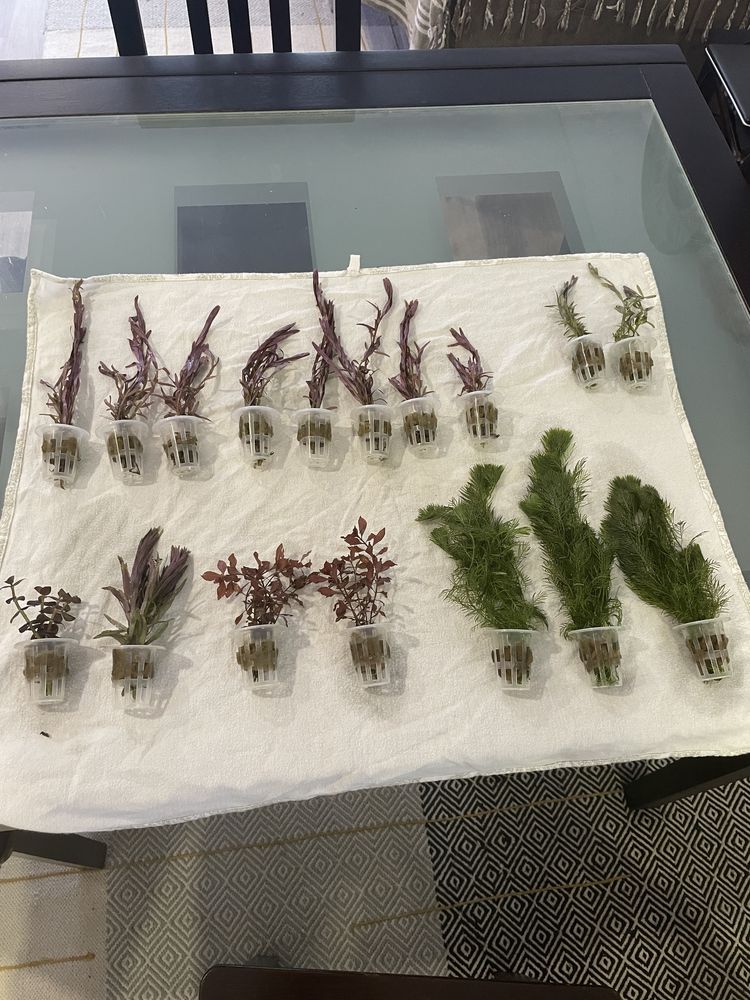 Plantas de Aquário Facil